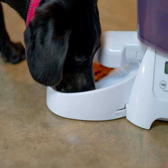 Cat Mate Automatic Dry Pet Food Feeder C3000 - Healthber