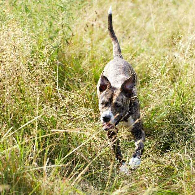Nature’s Recipe Wet Dog Food Chicken Recipe in Broth - Healthber