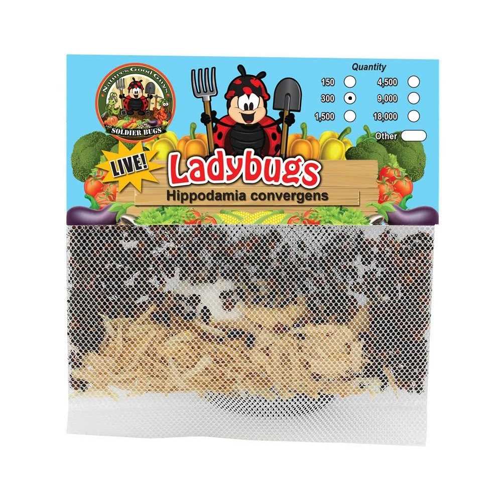 300 Live Ladybugs Good Bugs - Healthber