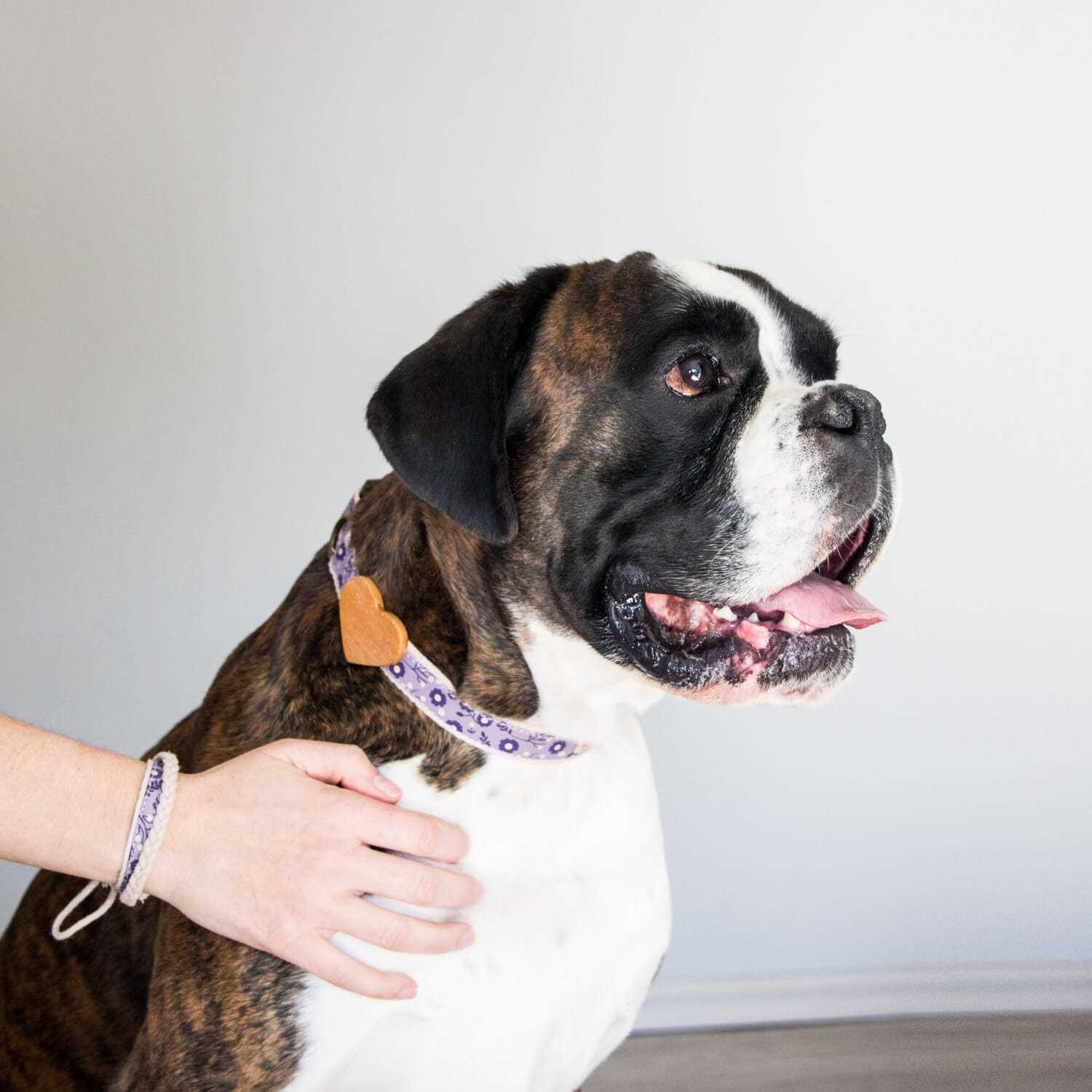 Pettsie Heart Dog Collar - Healthber
