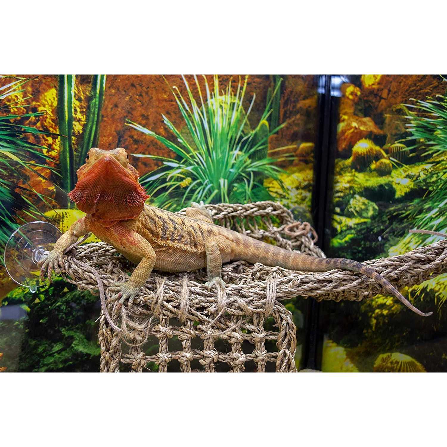 Penn-Plax Reptology Lizard Lounger - Healthber