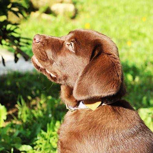 Pettsie Heart Dog Collar - Healthber
