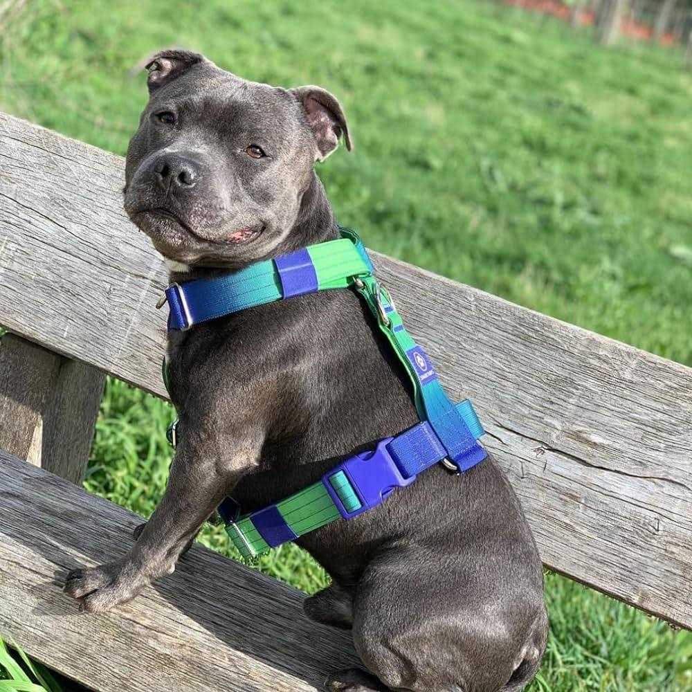 Spark Paws No-Pull Dog Harness Designed for Safety and Control - Healthber