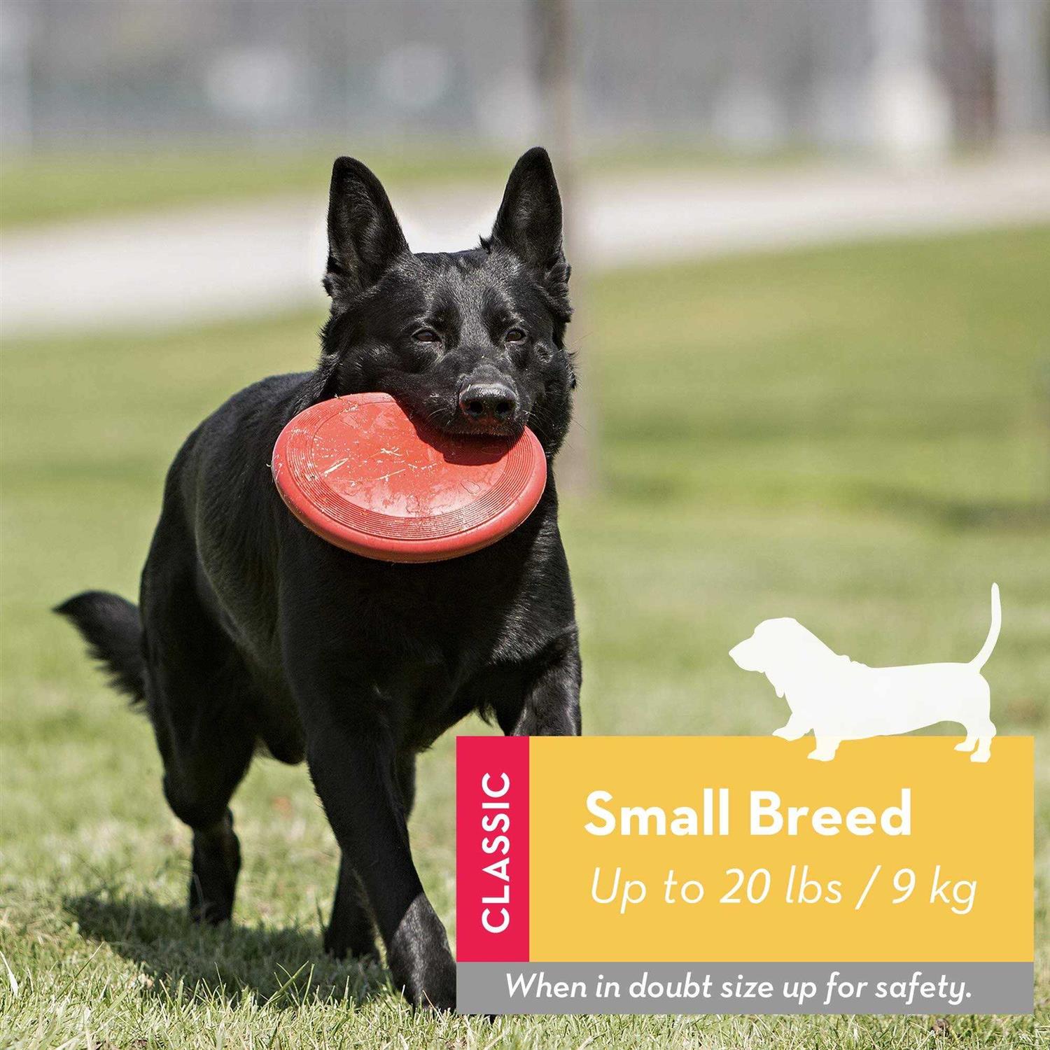 KONG Flyer Dog Toy - Healthber