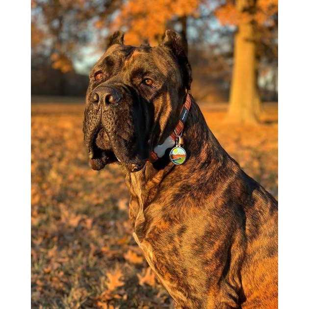 Red Dingo Enamel Pet ID Tag Mountains - Healthber