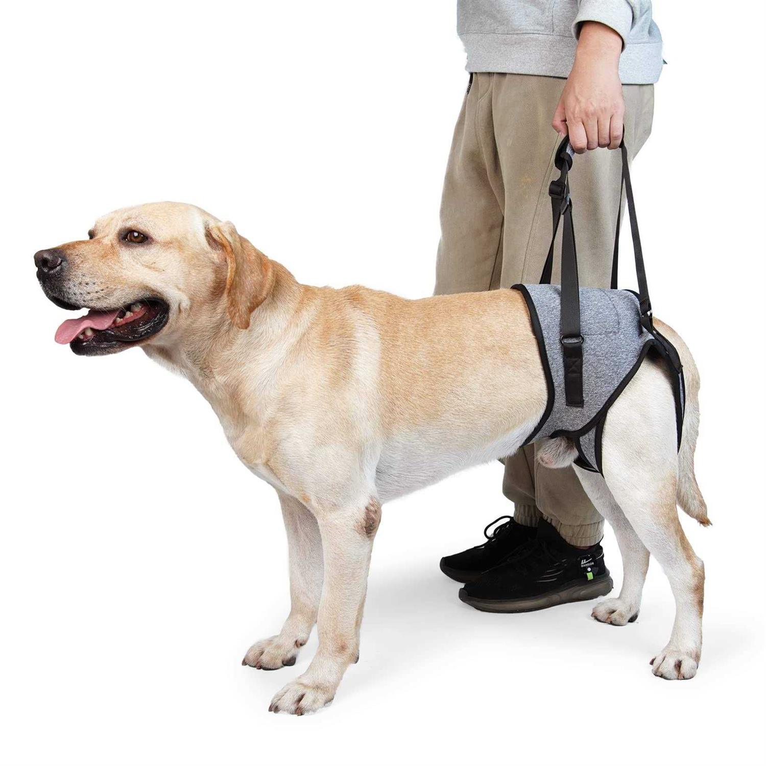 Dotoner Dog Sling for Large Dogs Hind Leg Support to Help Rehabilitate The Hind Limbs of Elderly Dogs with Weak Hind Legs Disabilities and Injuries - Healthber