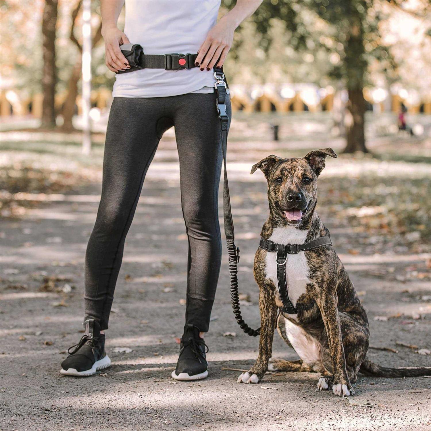 GF Pet Waist Belt & Bungee Leash - Healthber