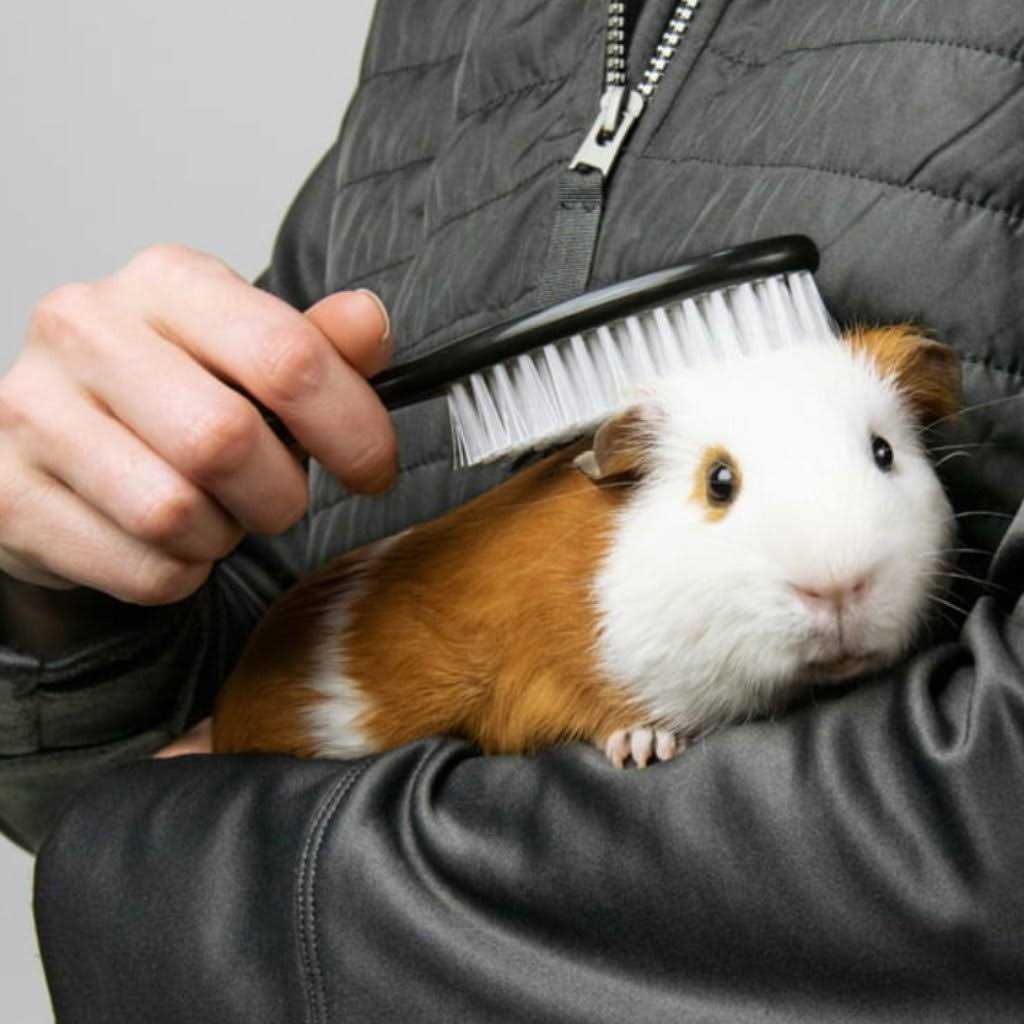 Pet Champion Small Animals’ Grooming Kit - Healthber