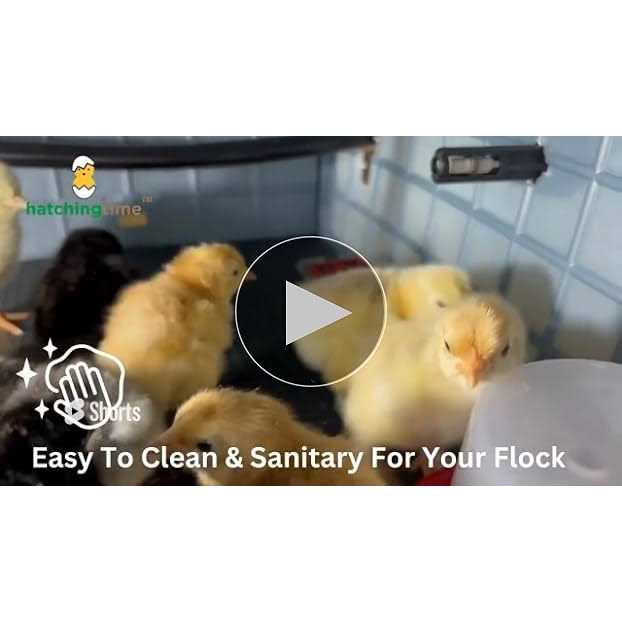 Hatching Time Chick Brooder TIER Addition - Healthber