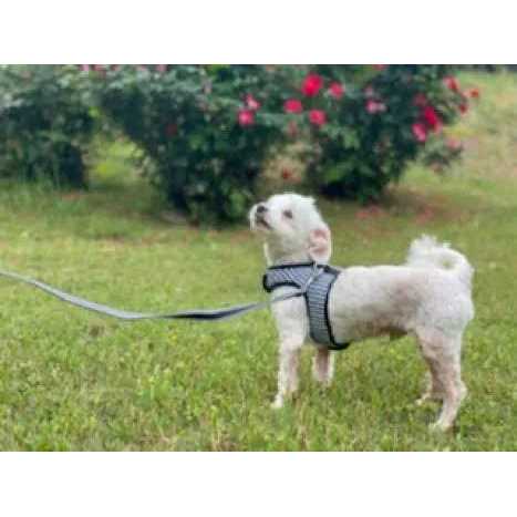 cloak & dawggie Teacup Gingham Dog Harness Vest - Healthber