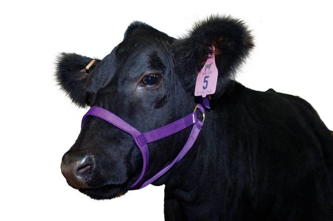 Nylon Cow Halter - Healthber
