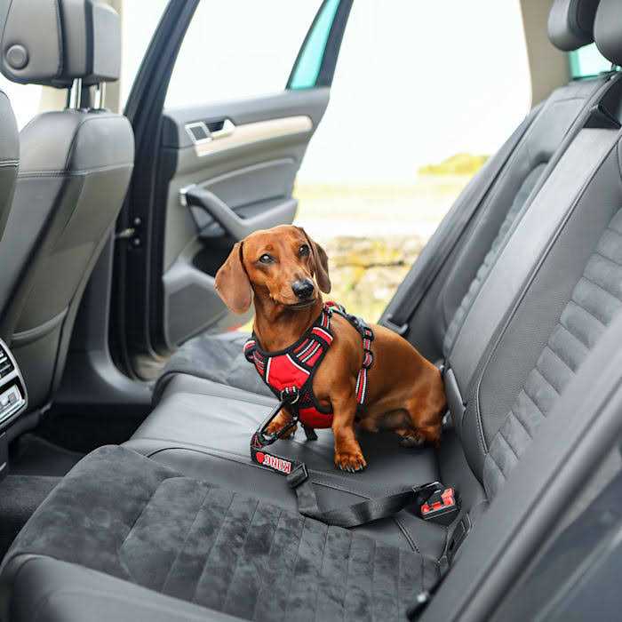 Kong Seat Belt Tether - Healthber