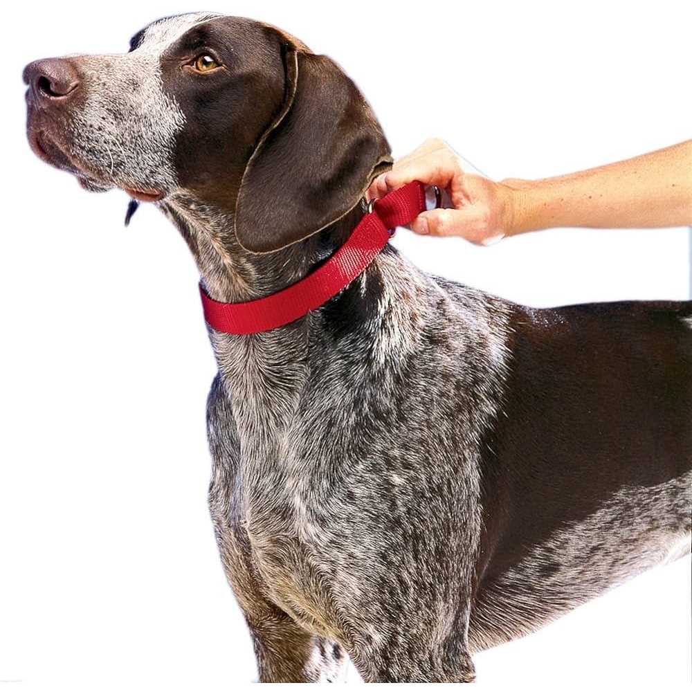 PetSafe Martingale Collar Quick Snap - Healthber