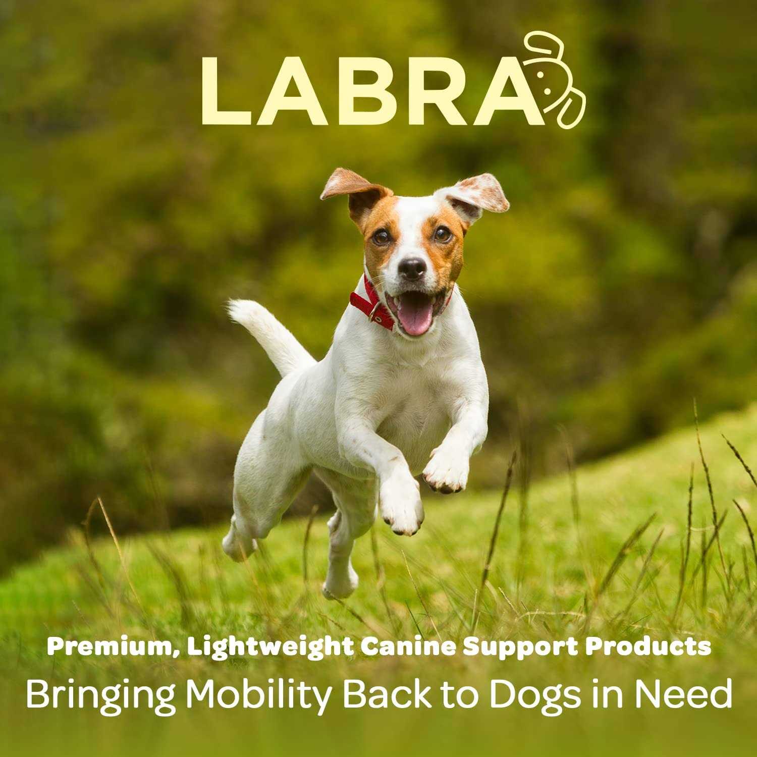 Labra Dog Canine K9 Back Brace IVDD Spine Pain & Spinal Injury - Healthber