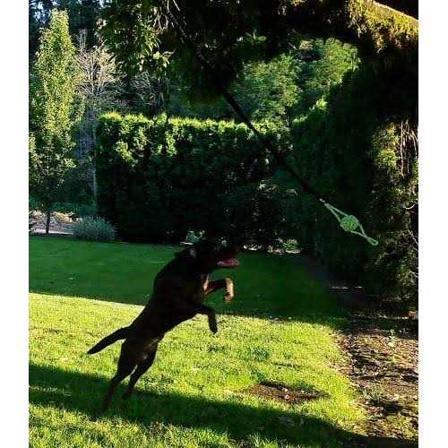 Tumbo Tugger Outdoor Hanging Bungee Dog Toy Large - Healthber