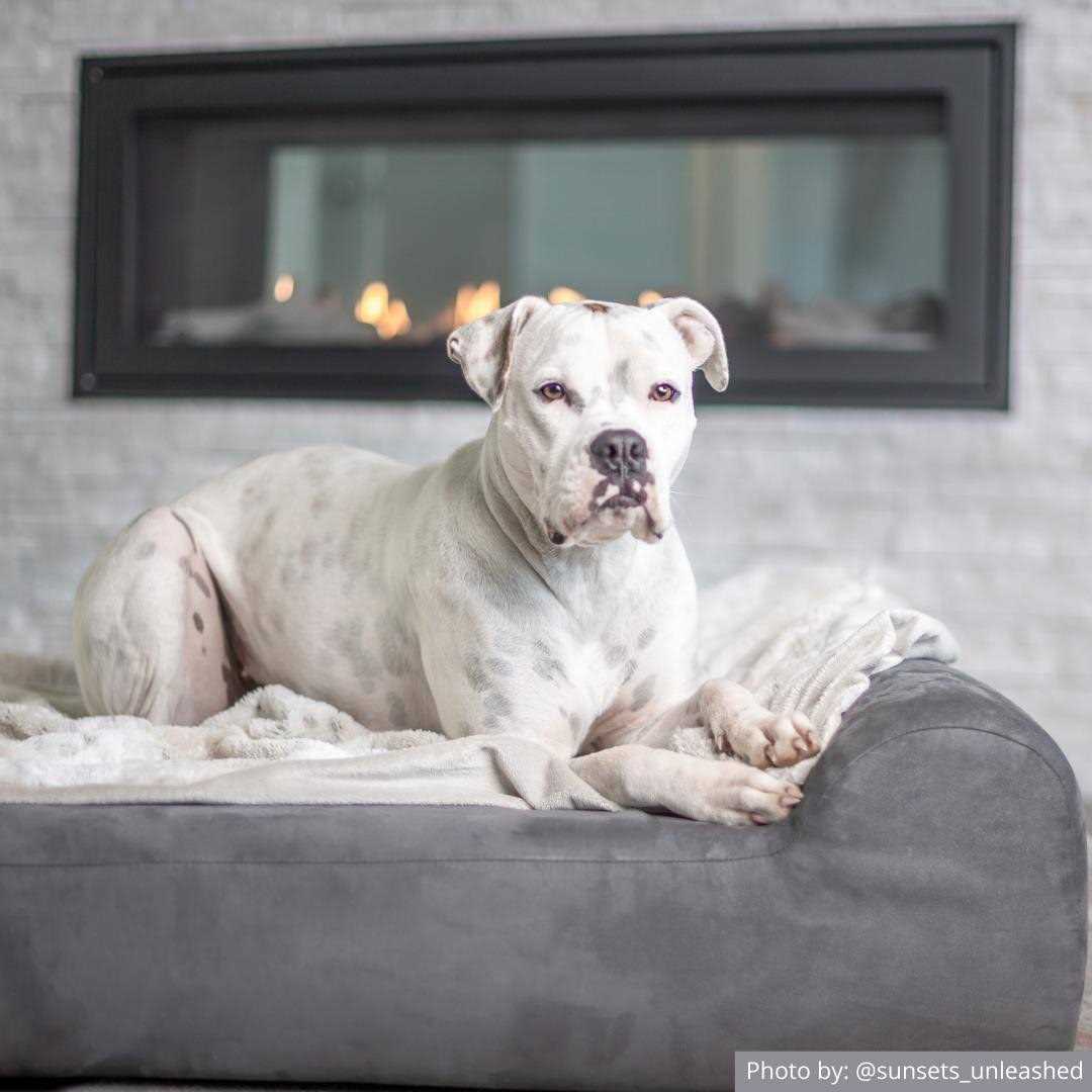Big Barker Headrest Pillow Top Orthopedic Dog Bed - Healthber