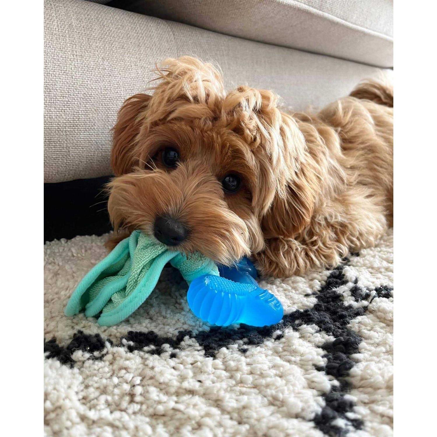 Nylabone Freezer Bone Peanut Butter Chew Puppy Toy - Healthber