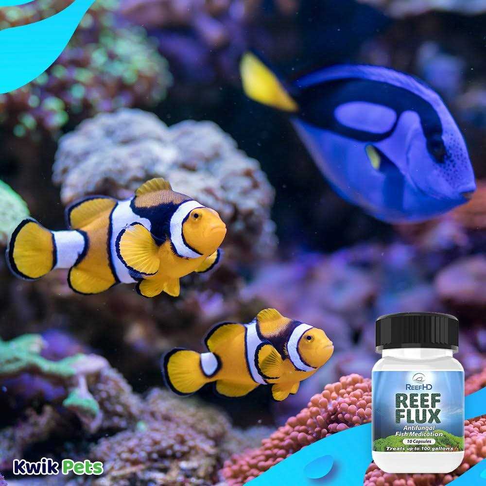 ReefHD Reef Flux Anti-Fungal Treatment - Healthber