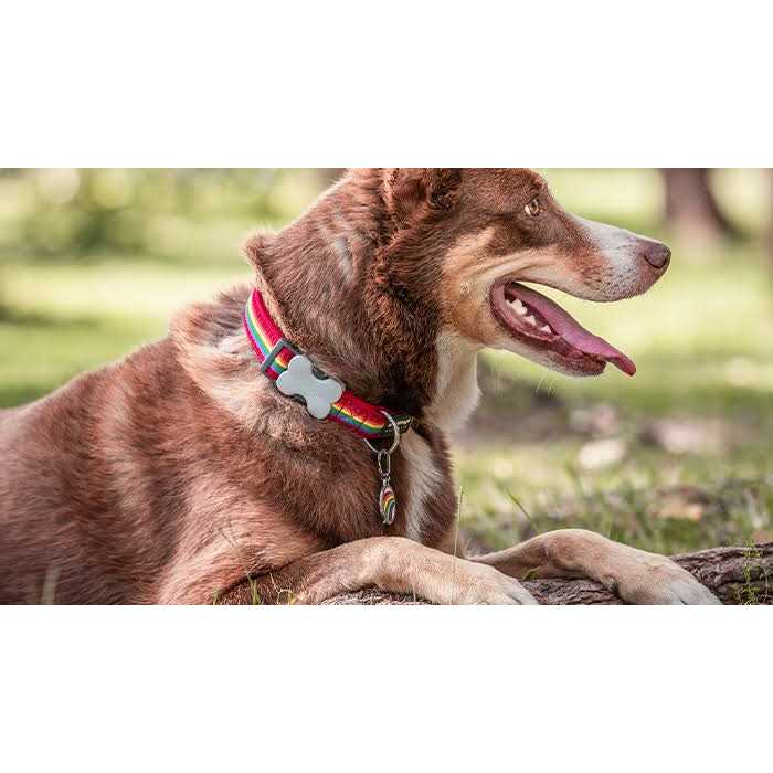 Red Dingo Enamel Pet ID Tag Mountains - Healthber