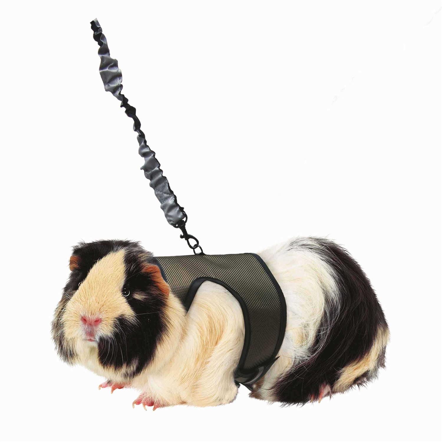 Kaytee Comfort Harness Stretchy Leash - Healthber