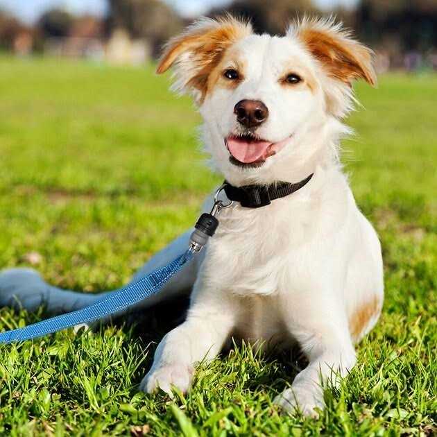 ThunderSnap Quick-Connect Dog Leash - Healthber