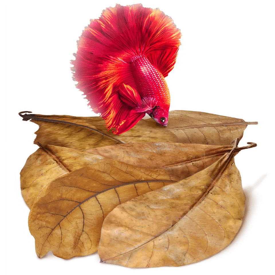 Sungrow Betta Fish Indian Almond Leaves Water Conditioner & Tank Treatment for Freshwater Aquarium - Healthber