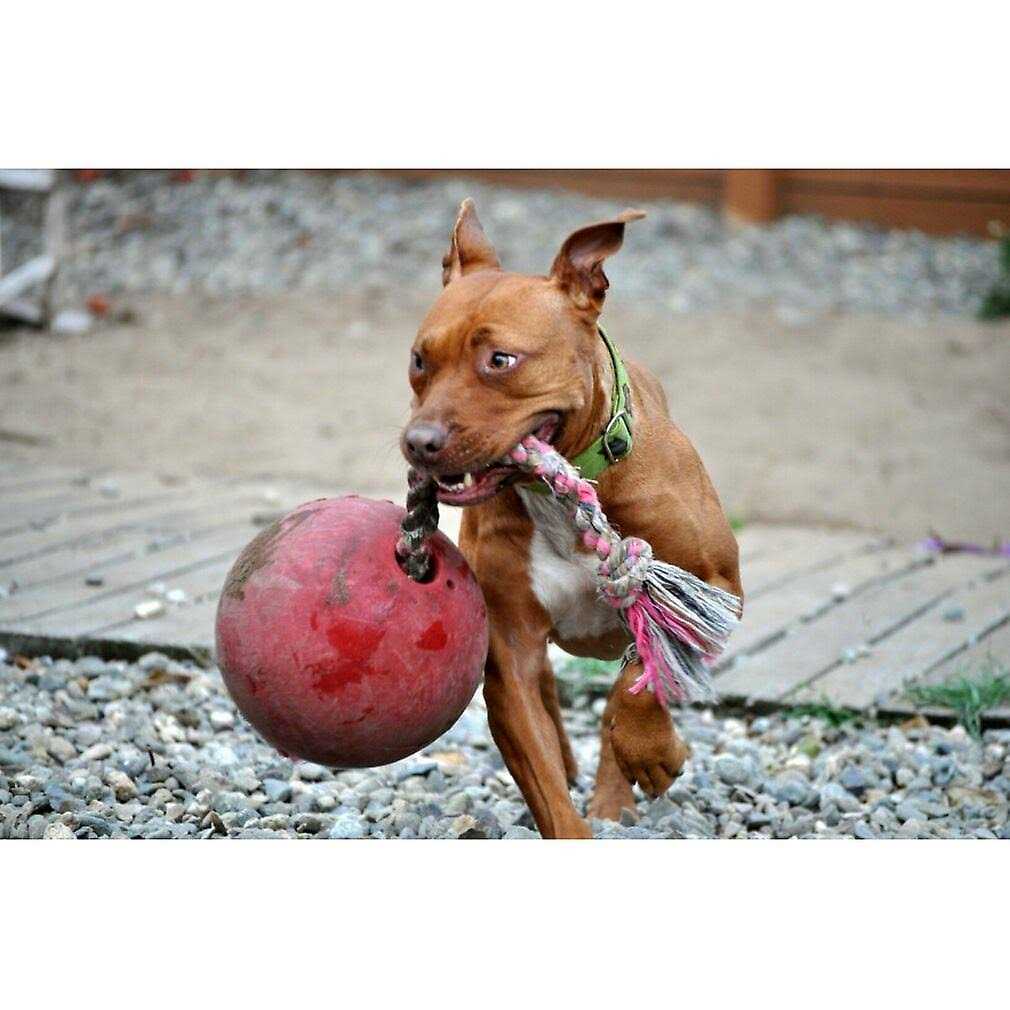 Jolly Pets Romp n Roll - Healthber