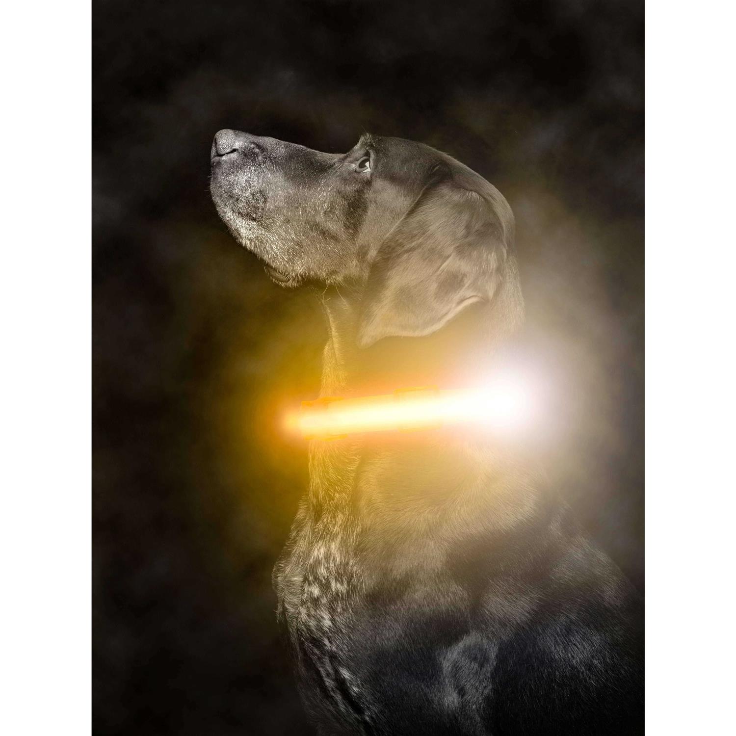 Mighty Paw LED Dog Collar USB Rechargeable - Healthber