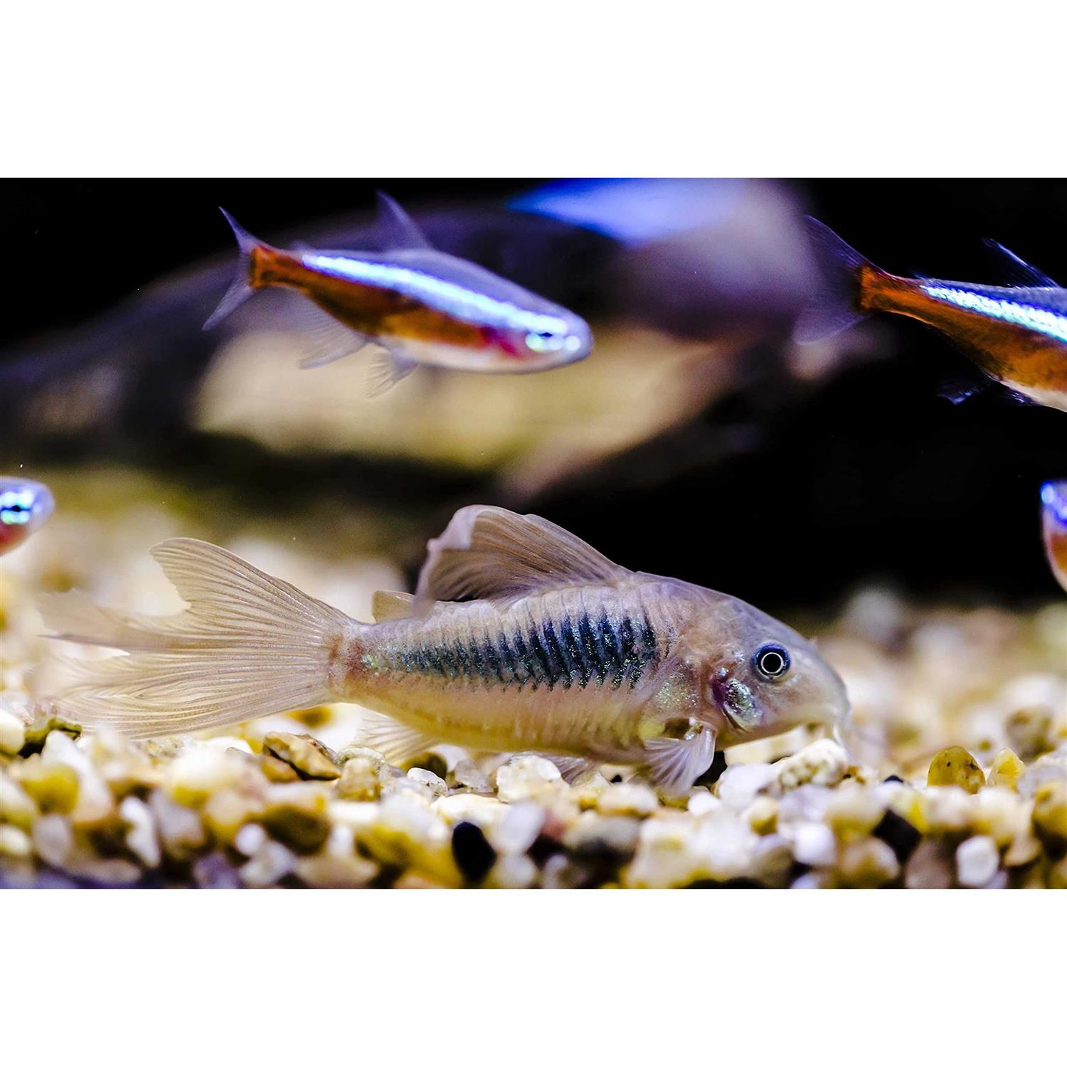 AQUATICBLENDEDFOODS ABF Aquatic Freshwater Snail Food Mix #2 with Calcium - Healthber