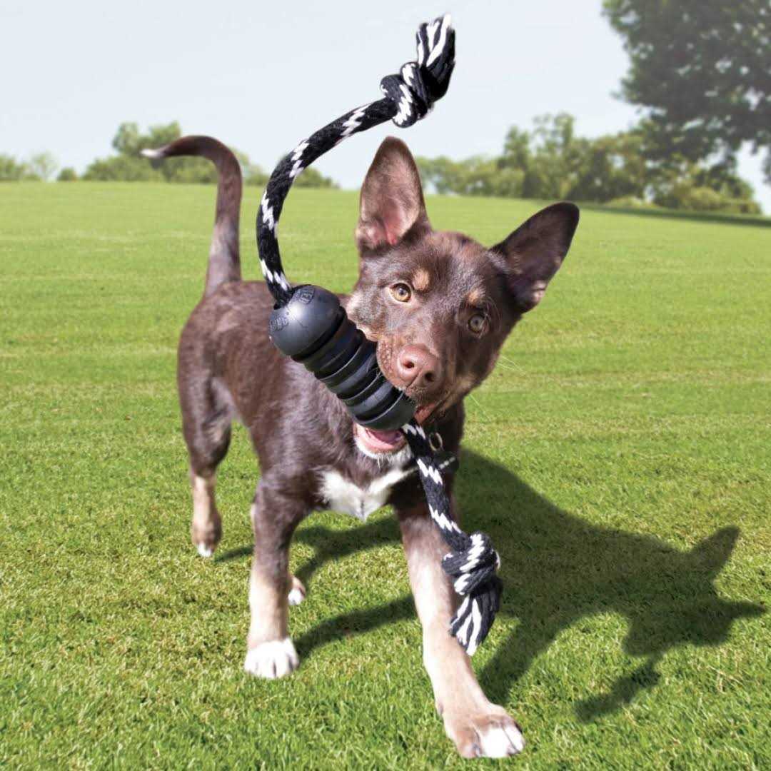 KONG Extreme Dental Dog Toy - Healthber