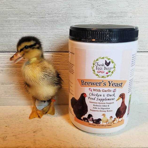 Fresh Eggs Daily Brewers Yeast with Garlic Powder and Niacin for Ducks Feed Supplement Vitamins for Backyard Chickens 1LB - Healthber