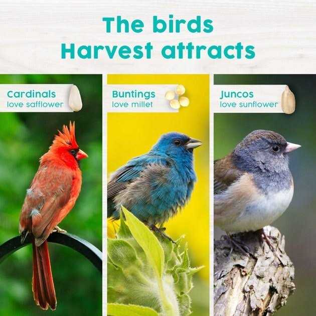 Harvest Seed & Supply Songbird Snack Stack Wild Bird Food - Healthber