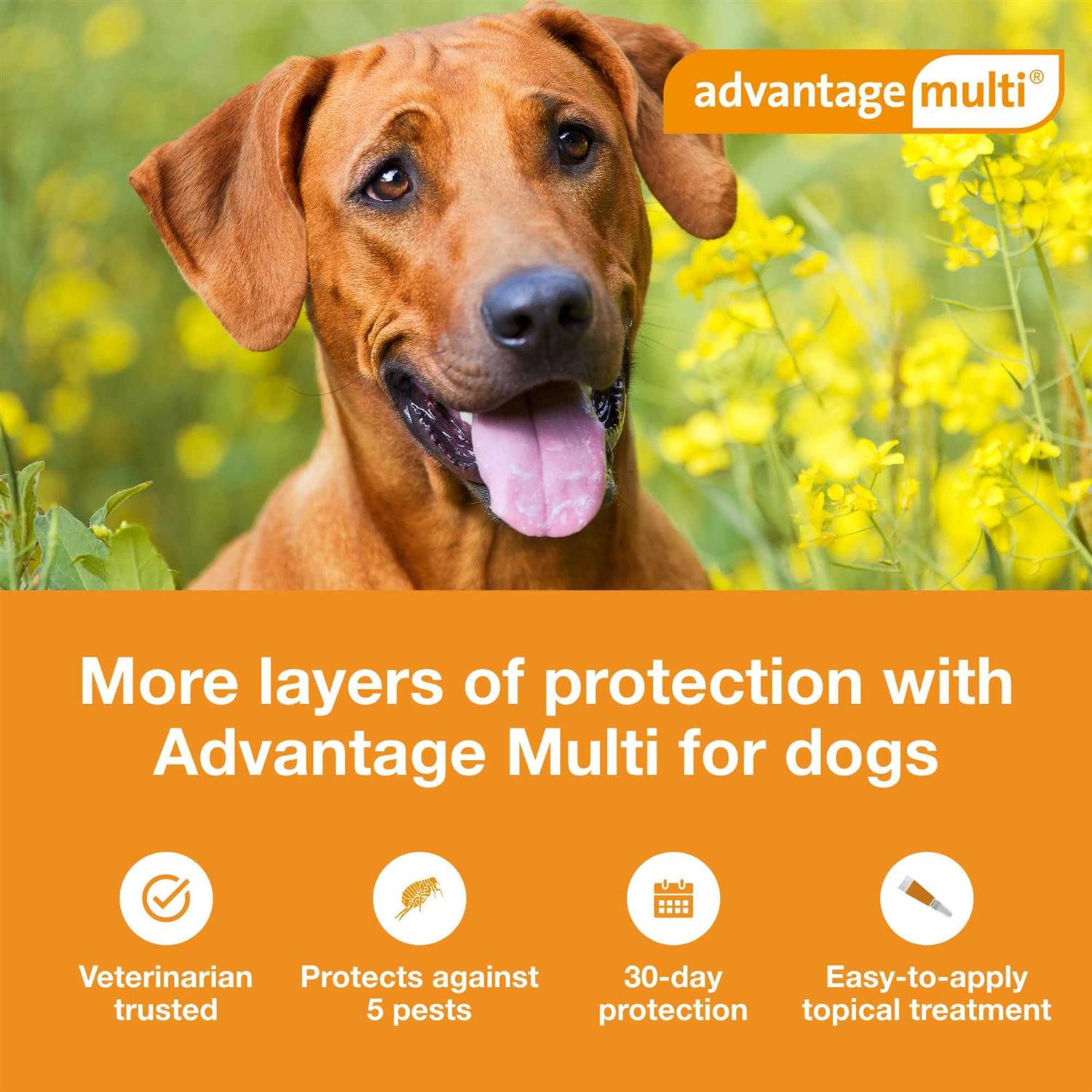 Advantage Multi for Dogs - Healthber