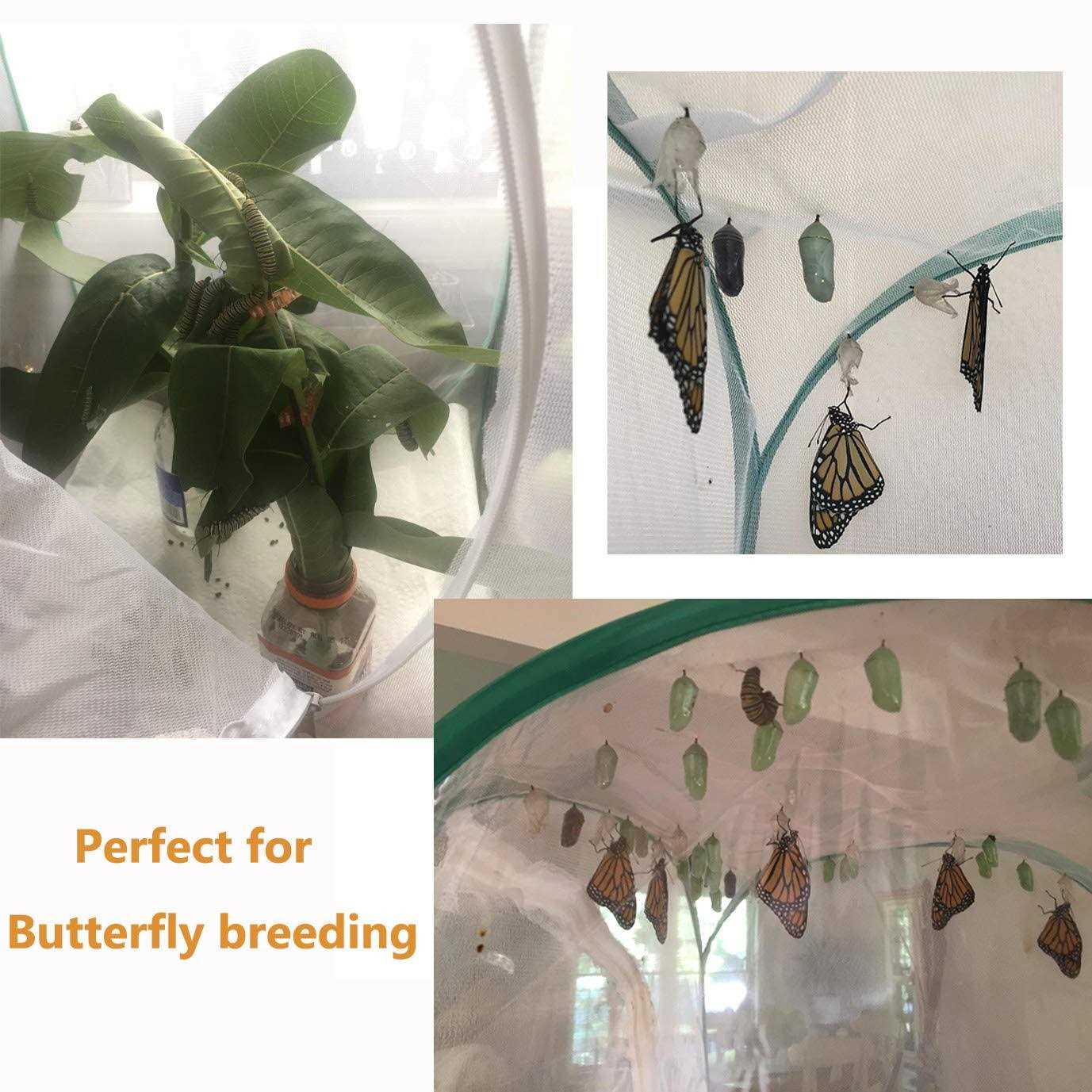 Trasfit Insect and Butterfly Habitat Terrarium - Healthber