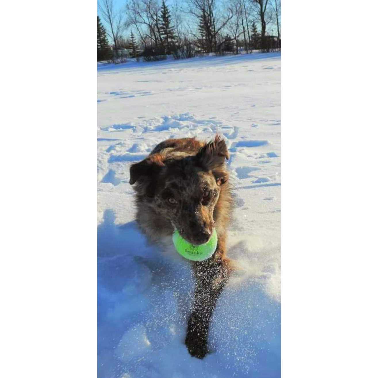 Spunky Pup Fetch Glow Ball - Healthber