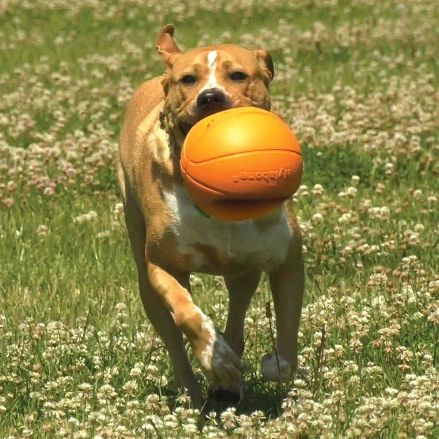 Nylabone Power Play Basketball B-Ball Gripz Dog Toy - Healthber