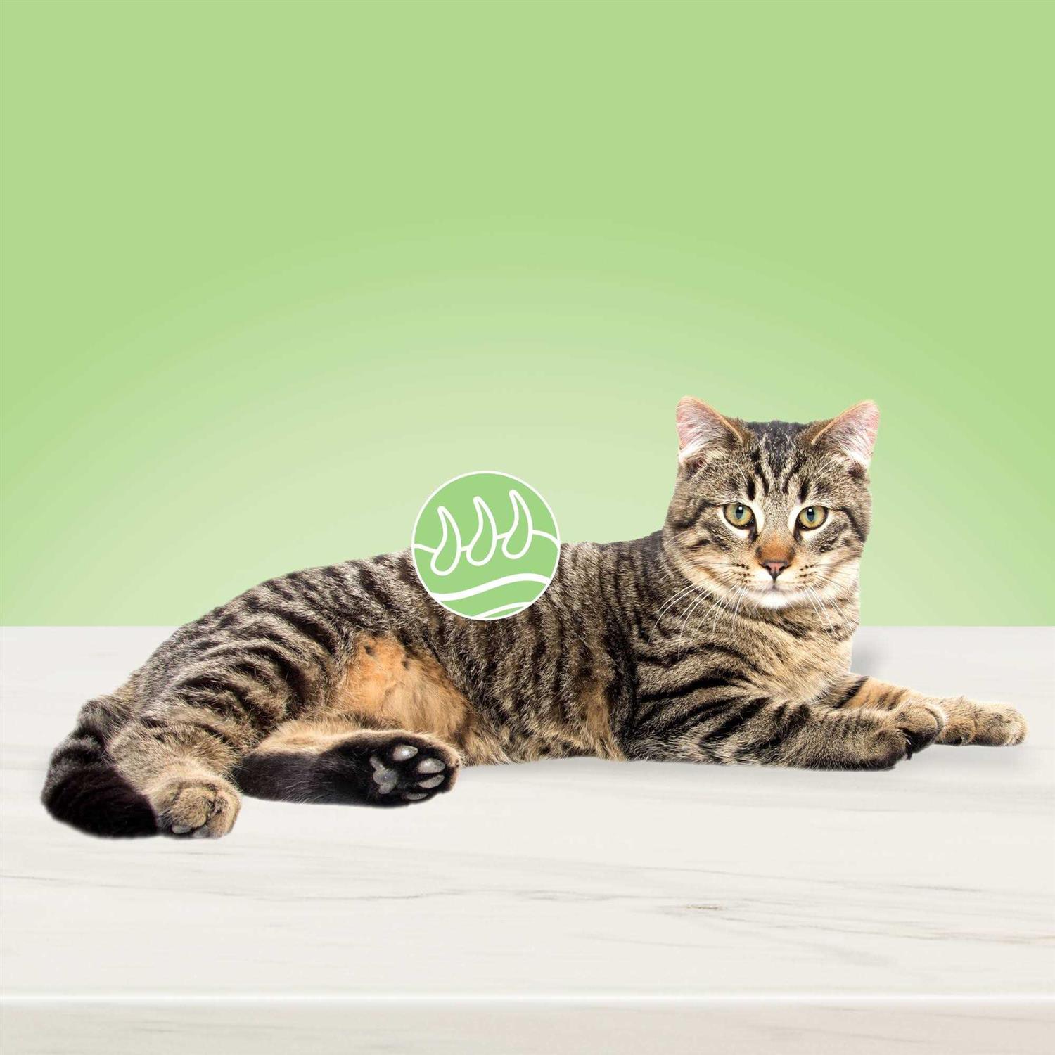 Blue Buffalo True Solutions Perfect Coat Natural Skin & Coat Care Adult Dry Cat Food - Healthber