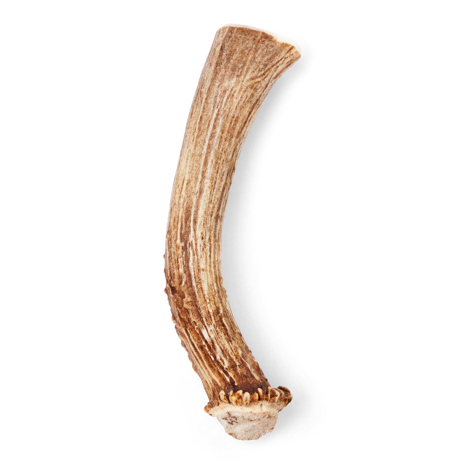 Good Lovin’ Naturally Shed Whole Deer Antler Dog Chew - Healthber