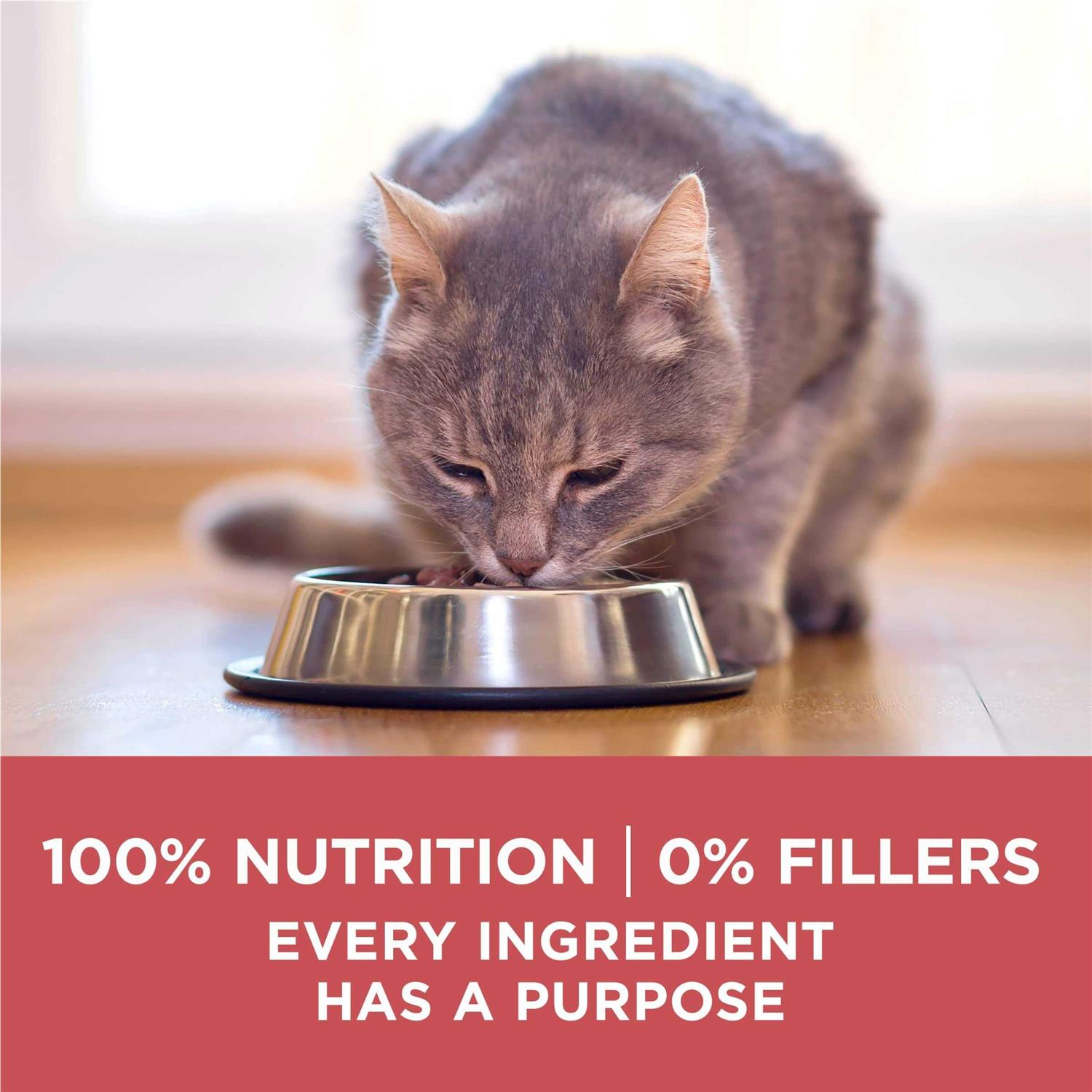 Purina ONE Indoor Advantage Dry Cat Food - Healthber