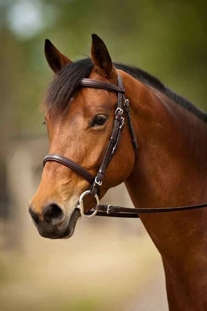 Nunn Finer Event Bridle - Healthber