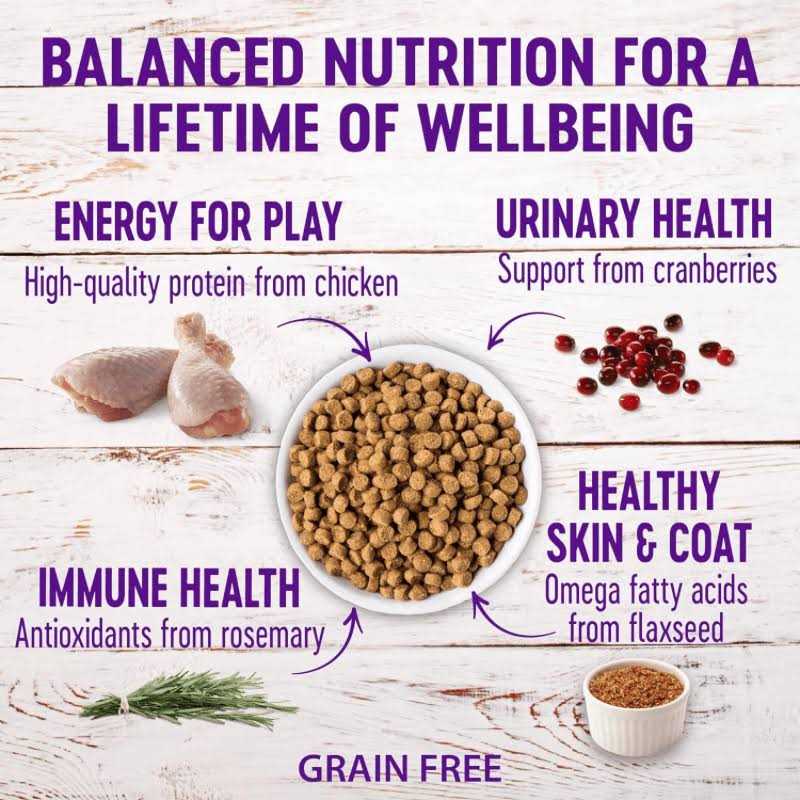Wellness Complete Health Grain Free Senior Dry Cat Food - Healthber