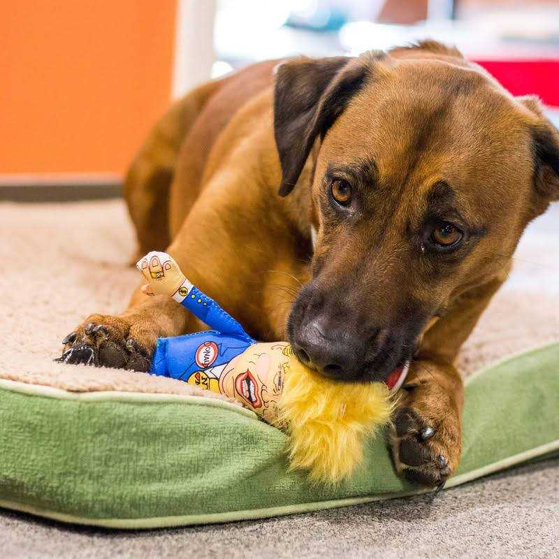 Fuzzu Donald Parody Dog Toy - Healthber
