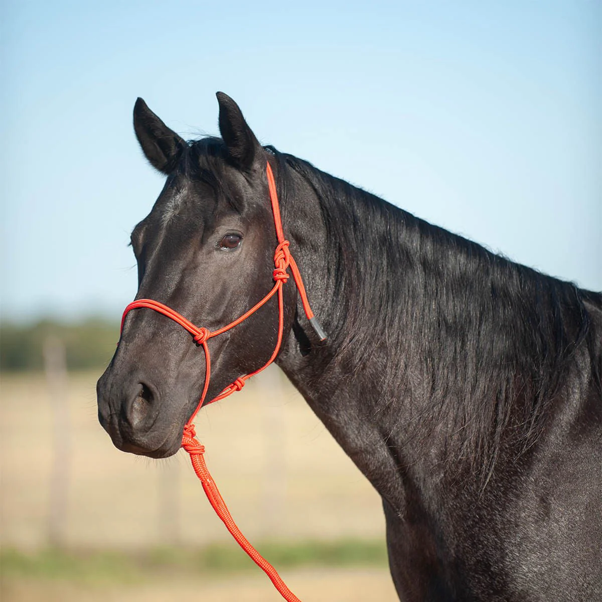Classic Equine Econo Rope Halter with 8' Leadrope - Healthber