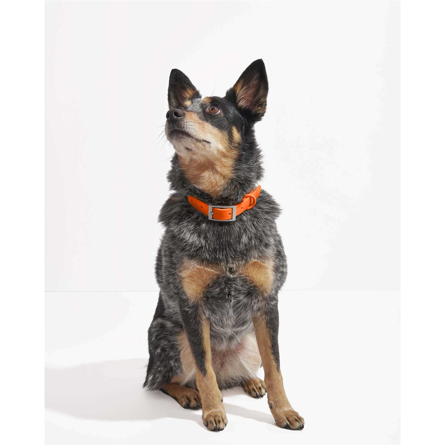 Wild One Dog Collar - Healthber