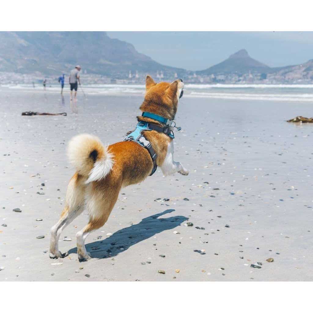Dog Harness Red Dingo Padded - Healthber