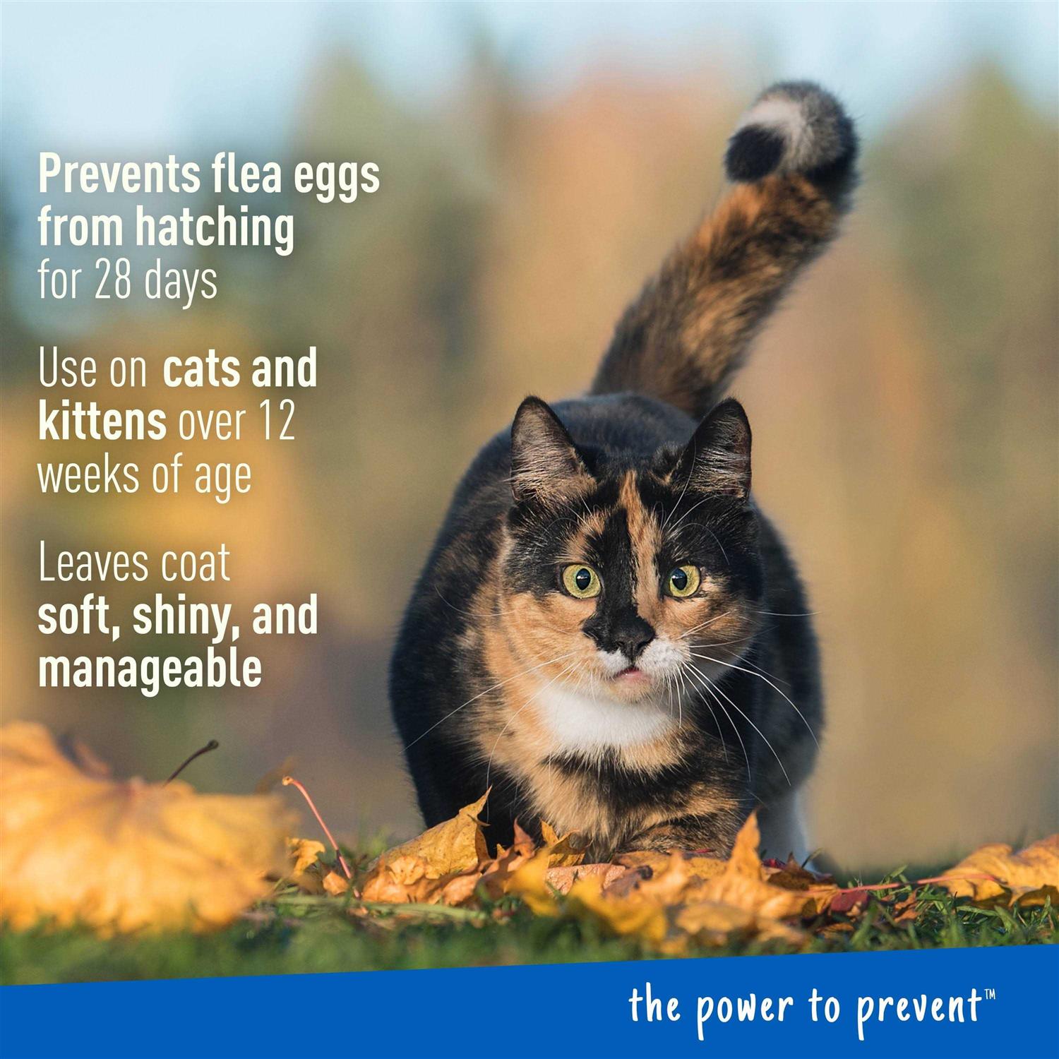 Adams Plus Flea & Tick Foaming Shampoo & Wash for Cats & Kittens - Healthber