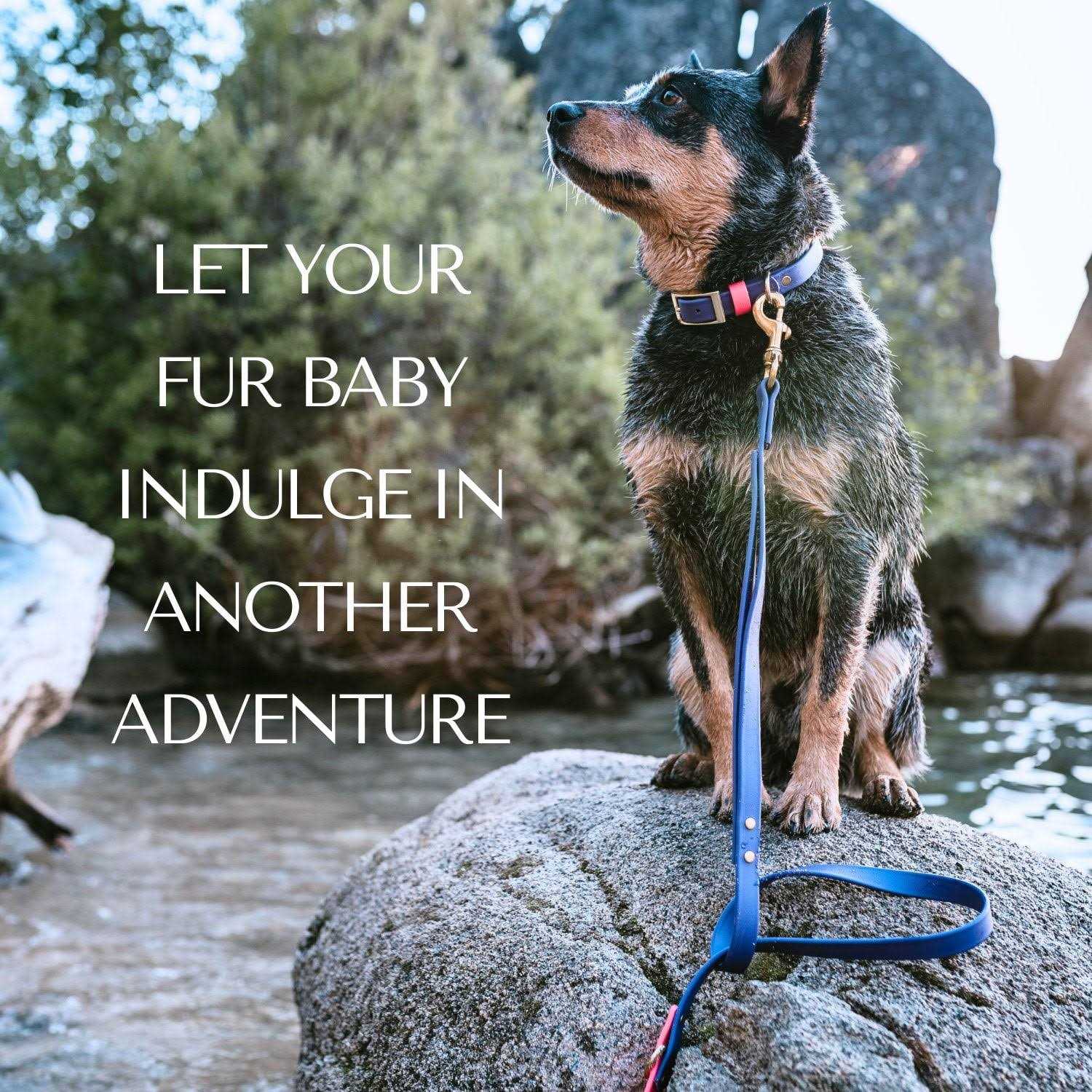 Pawfurever’s Waterproof & Odorless Dog Collar - Healthber