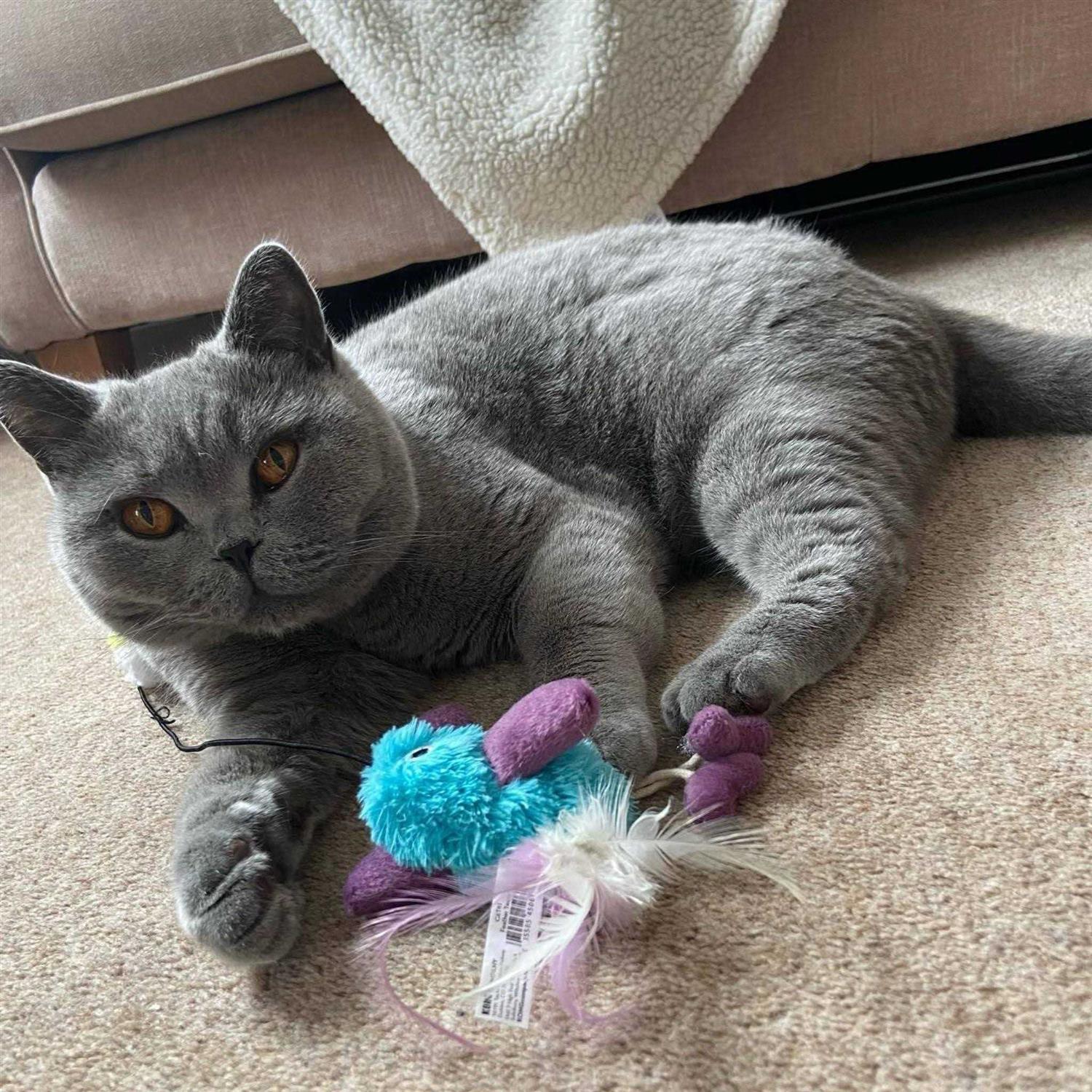 KONG Feather Teaser Cat Toy - Healthber