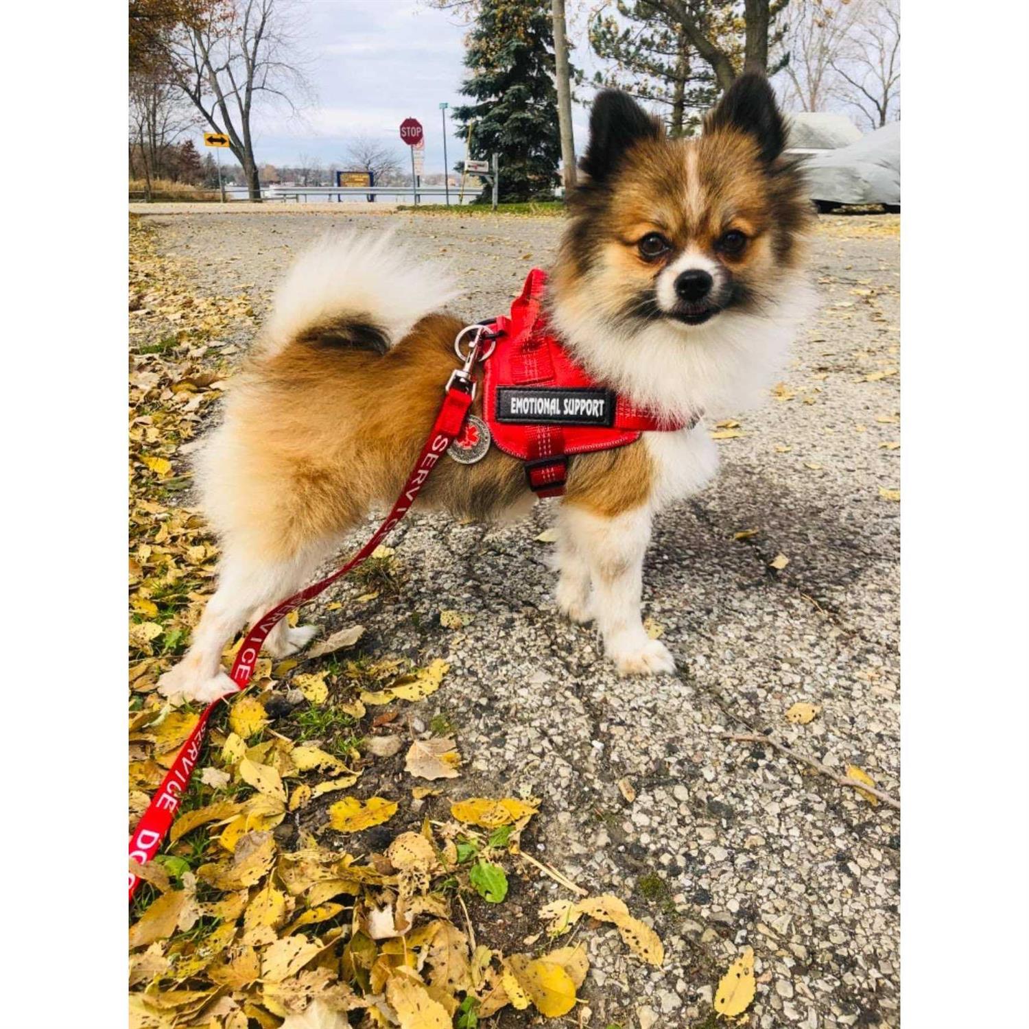 voopet Service Dog Harness,Emotional Support Pet Vest Harness,Reflective Breathable and Adjustable No-Pull ESA Dog Harness - Healthber