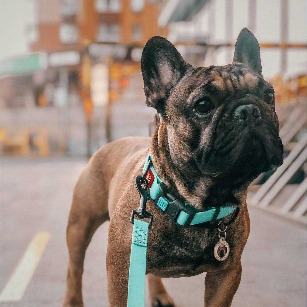 Waterproof Dog Collar with QR passport - Healthber